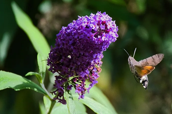 Swallowtail Butterfly