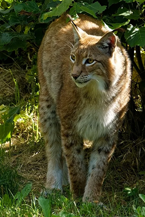 Lince
