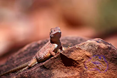 Lizard