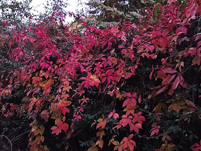 der Maler Herbst