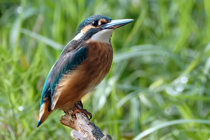Kingfisher