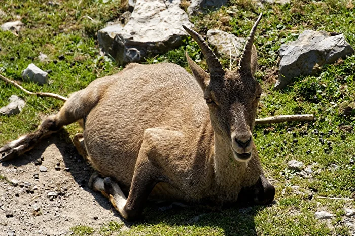 Alpine Ibex