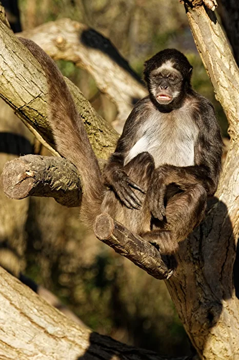 Singe-araignée