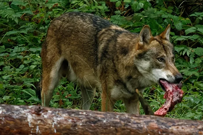 Wolf