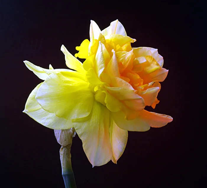 Daffodil
