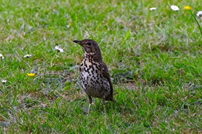 Singdrossel beim beobachten