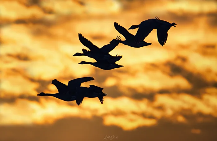 Migratory Birds