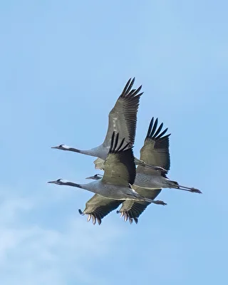 Flying united