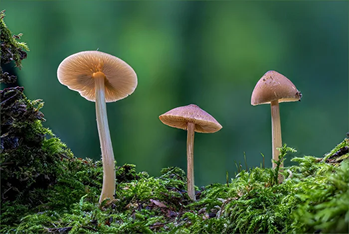 Fawn-colored Shield Mushroom (Pluteus cervinus)