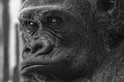 Gorilla mit Grübchen