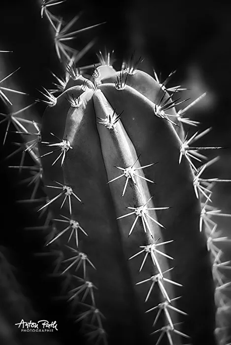 Cacti in Black and White