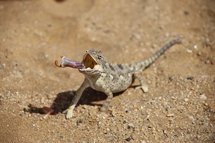 Living Desert Tour 2024 Swakopmund