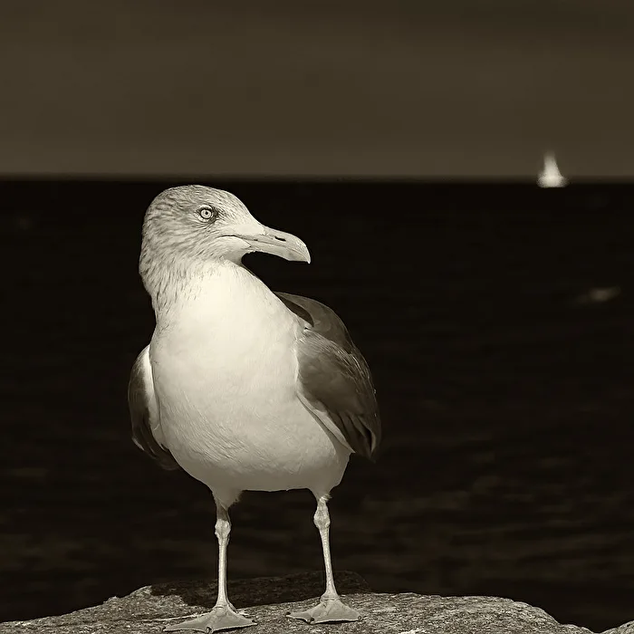 Vogel