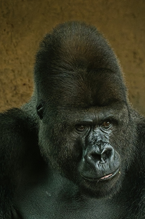 Gorilla
