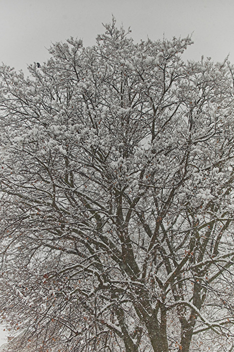 großer ahornbaum mit Schnee vom 9.12.2021