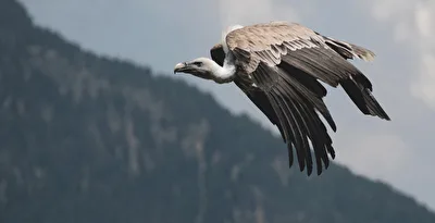 Gänsegeier