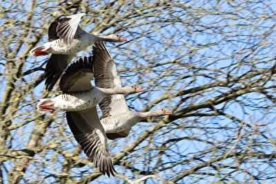 “Gans“ schön eng da oben!