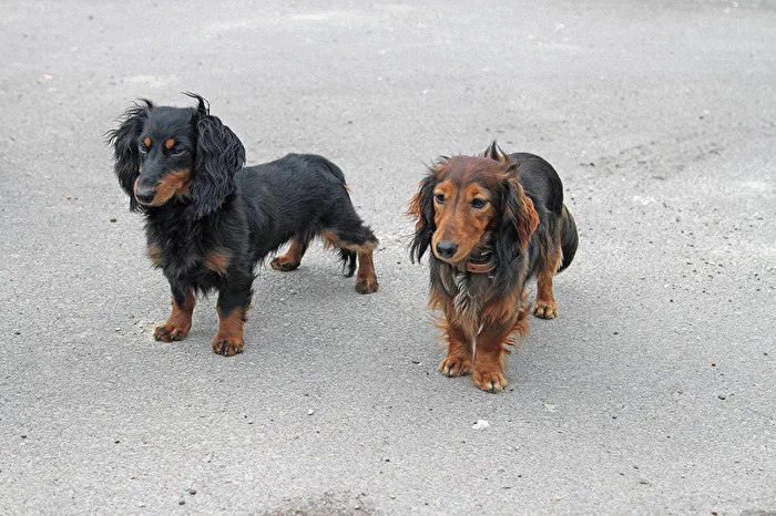 Leo und Jasper