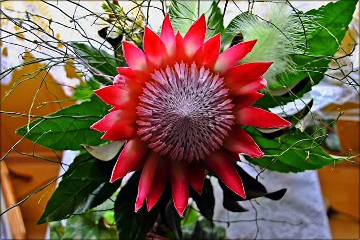 Blüte