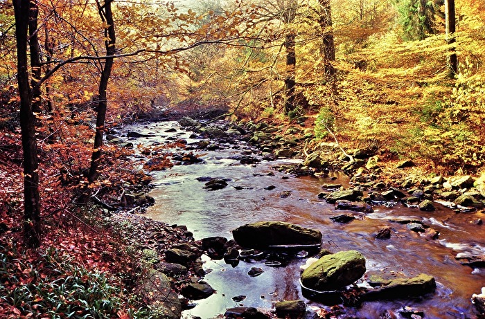 " Am herbstlichen Ternellbach "