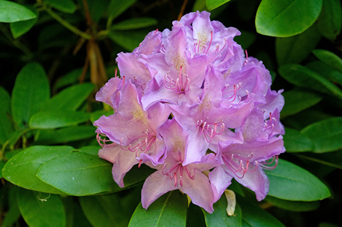 Rhododendron
