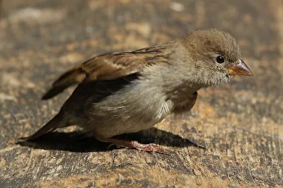 Nah du kleiner Spatz