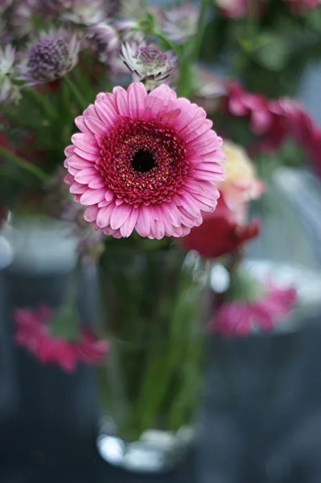 Gerbera