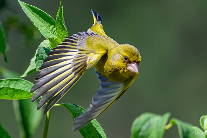 Greenfinch in departure