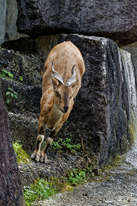 Steinbock