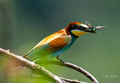 Der Bienenfresser