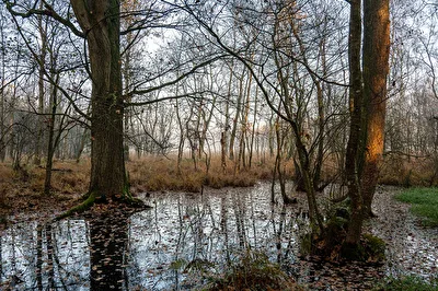 Wildnis
