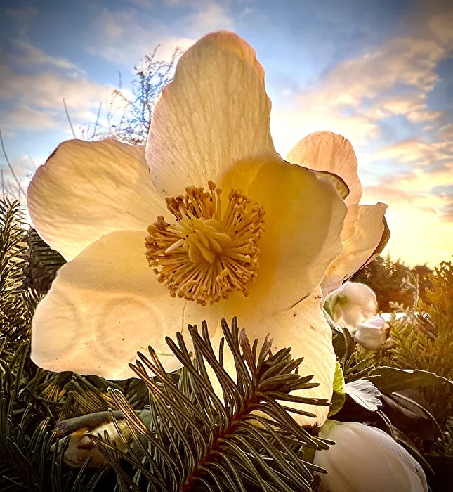 Christrose