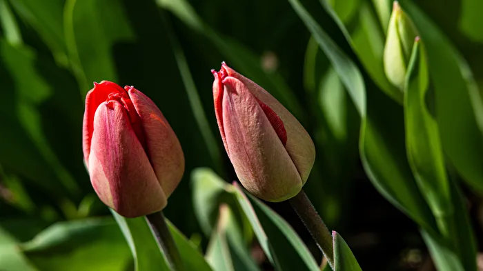 2 Tulips