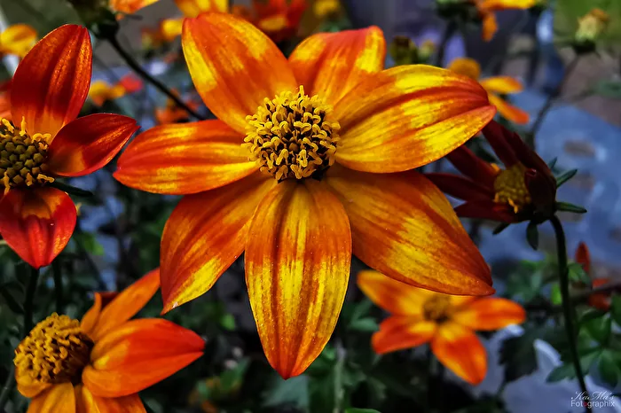 Die farbige Blüte