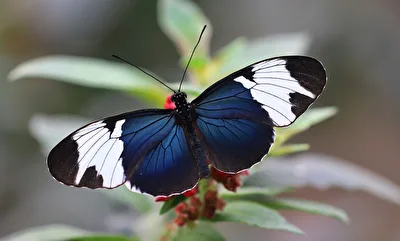Blauer Passionsblumenfalte