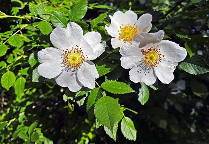 drei Blüten...