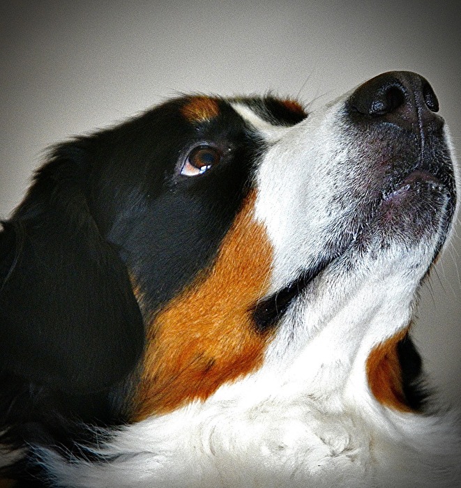 Bitte noch ein Leckerli