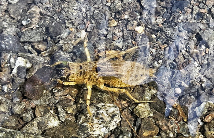 Gestreifte Quelljungfer Larve