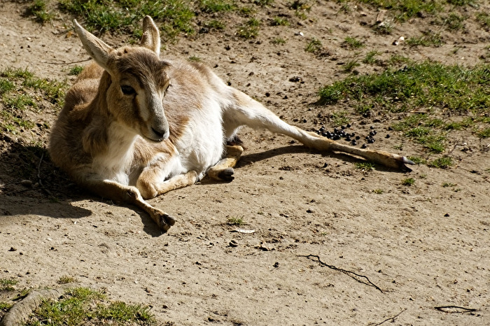Persische Kropfgazelle
