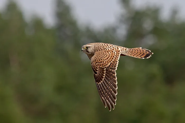 Falco di palude