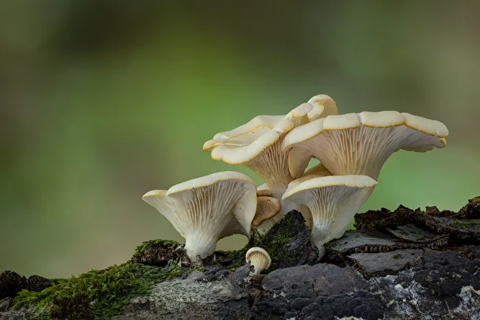 Life on the deadwood: The lung oyster mushroom (Pleurotus pulmonarius)