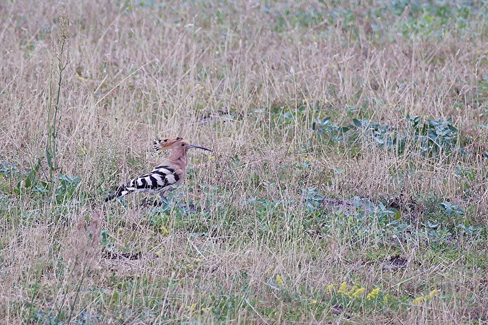 Hoopoe