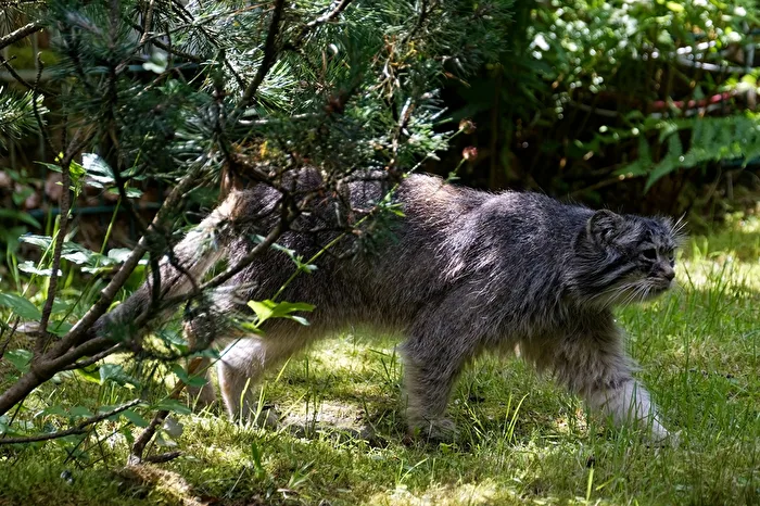 Manul