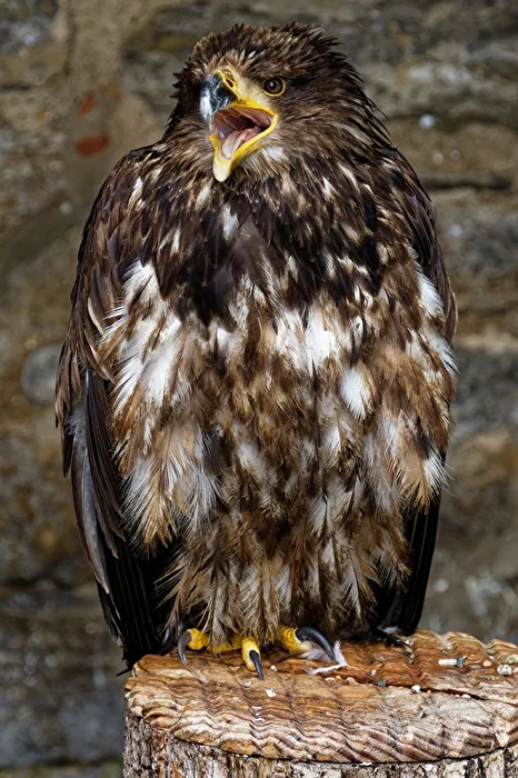 Aquila di mare dalla testa bianca giovane