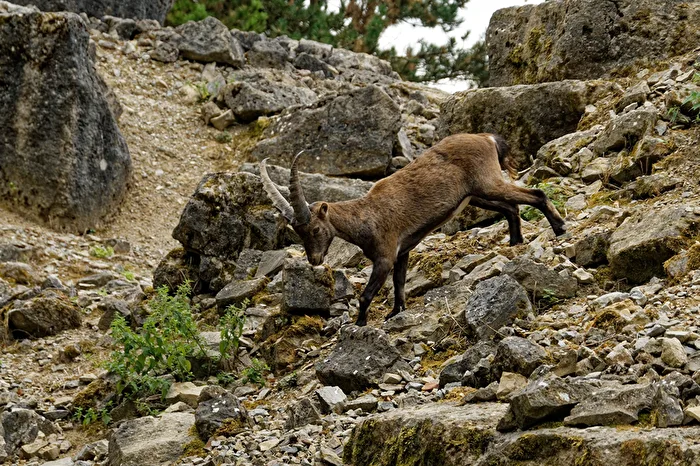Alpine Ibex