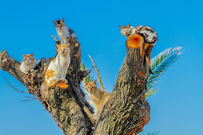 Katzenbaum