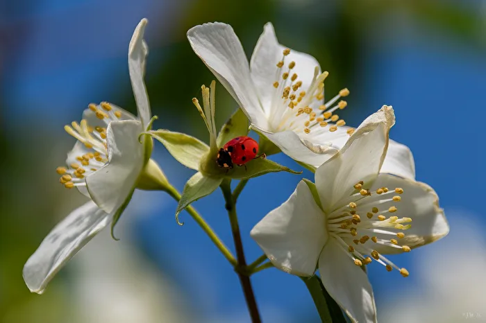 Ladybug in a jasmine blossom