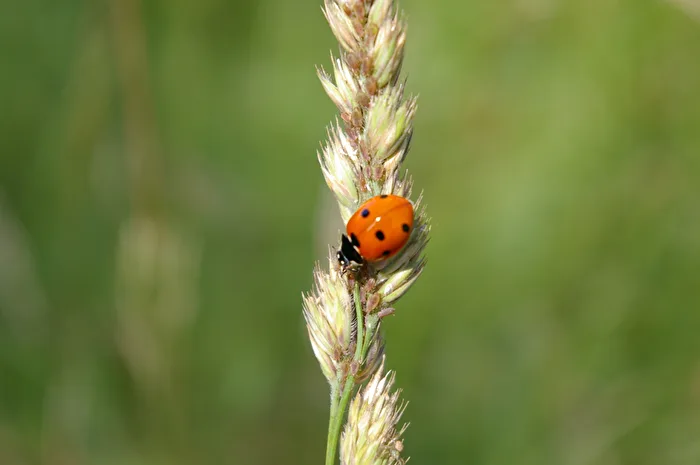 Ladybug