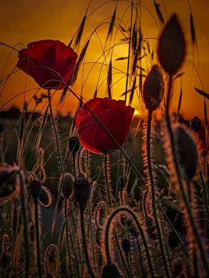Mohn im Gegenlicht