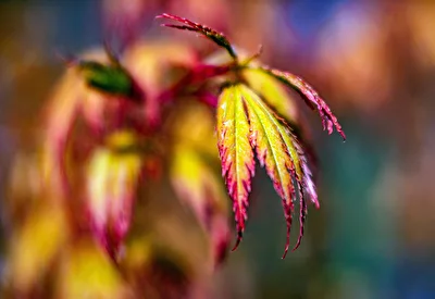 Herbstfarben